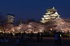 大阪城樱花夜色