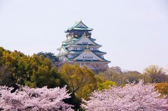 大阪城樱花