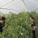  同里 江苏 苏州 小番茄采摘