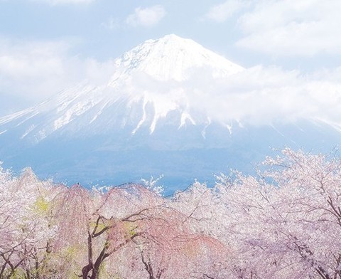 富士山樱花 - 富士山的照片\/日本\/亚洲