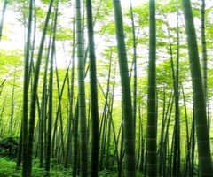 茶山竹海图片