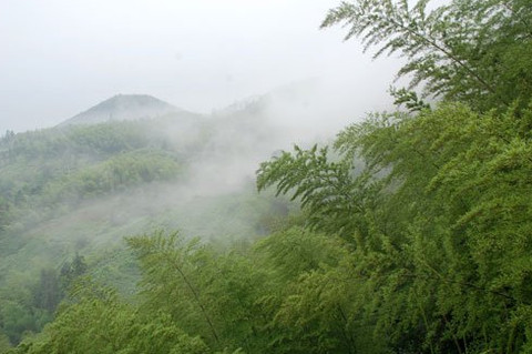 茶山竹海图片
