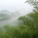 茶山竹海