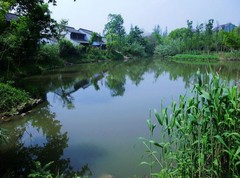 西溪湿地图片