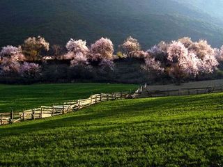 林芝桃花