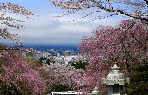 平和公园樱花 - 箱根平和公园的照片\/日本\/亚洲
