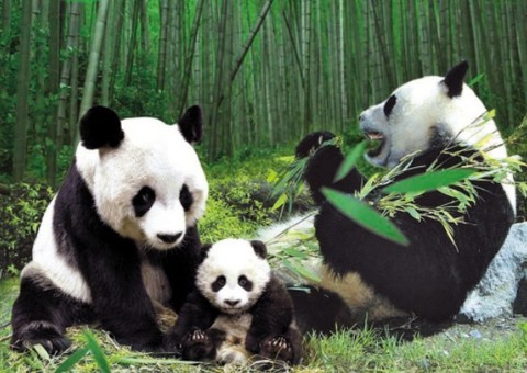 大熊猫 - 安吉竹博园的照片\/安吉\/浙江