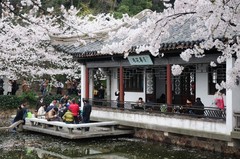 鼋头渚樱花