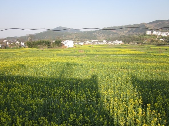 安徽灵山油菜花,安徽油菜花,安徽油菜花景点古镇_大山谷图库