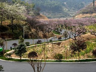 阳山畈桃花