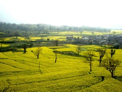 卢村油菜花