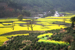 宏村图片