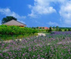 香草花园