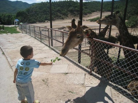 北京野生动物园 - 北京野生动物园的照片\/大兴