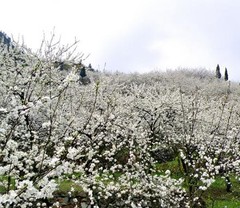 统景李花4