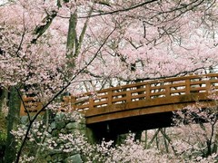 平和公园樱花