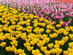 郁金香花园图片