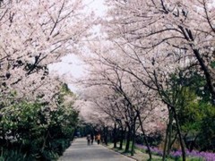 樱花1