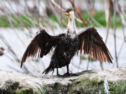 DSC_8250-nx12 - 纳库鲁国家公园的照片\/肯尼