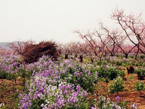 桃花岛风情园图片