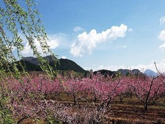 桃花岛风情园图片