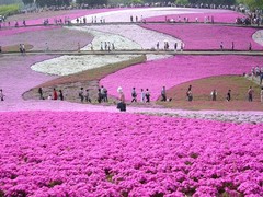 芝樱