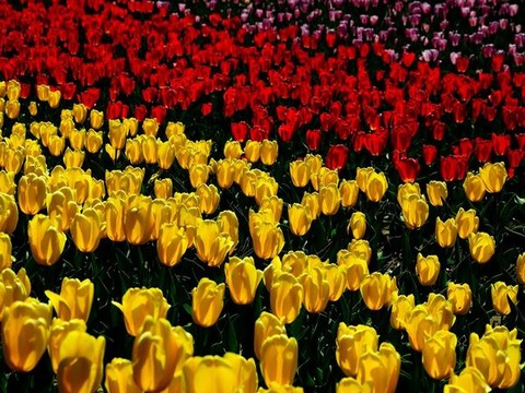 途牛上海鲜花港_上海鲜花港_鲜花拱门