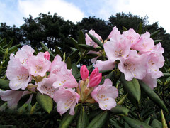 三清山杜鹃花