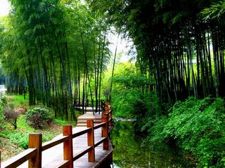 竹文化