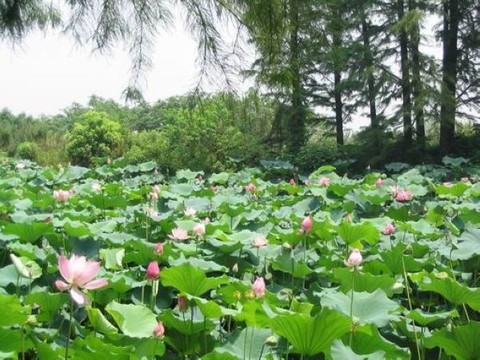 鼋头渚图片