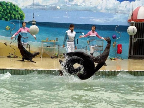 海狮表演1 - 上海野生动物园的照片\/南汇\/上海