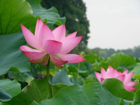 荷花美景 - 瘦西湖的照片\/扬州\/江苏