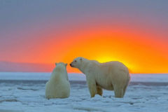 冰岛是哪个国家的