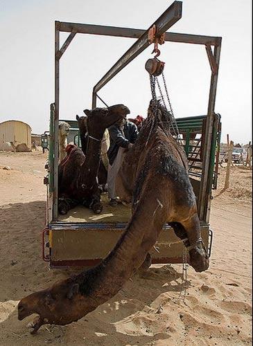 泪流满面 实拍沙特骆驼市场的血腥场面