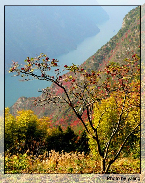 神奇疗效的气辣子树