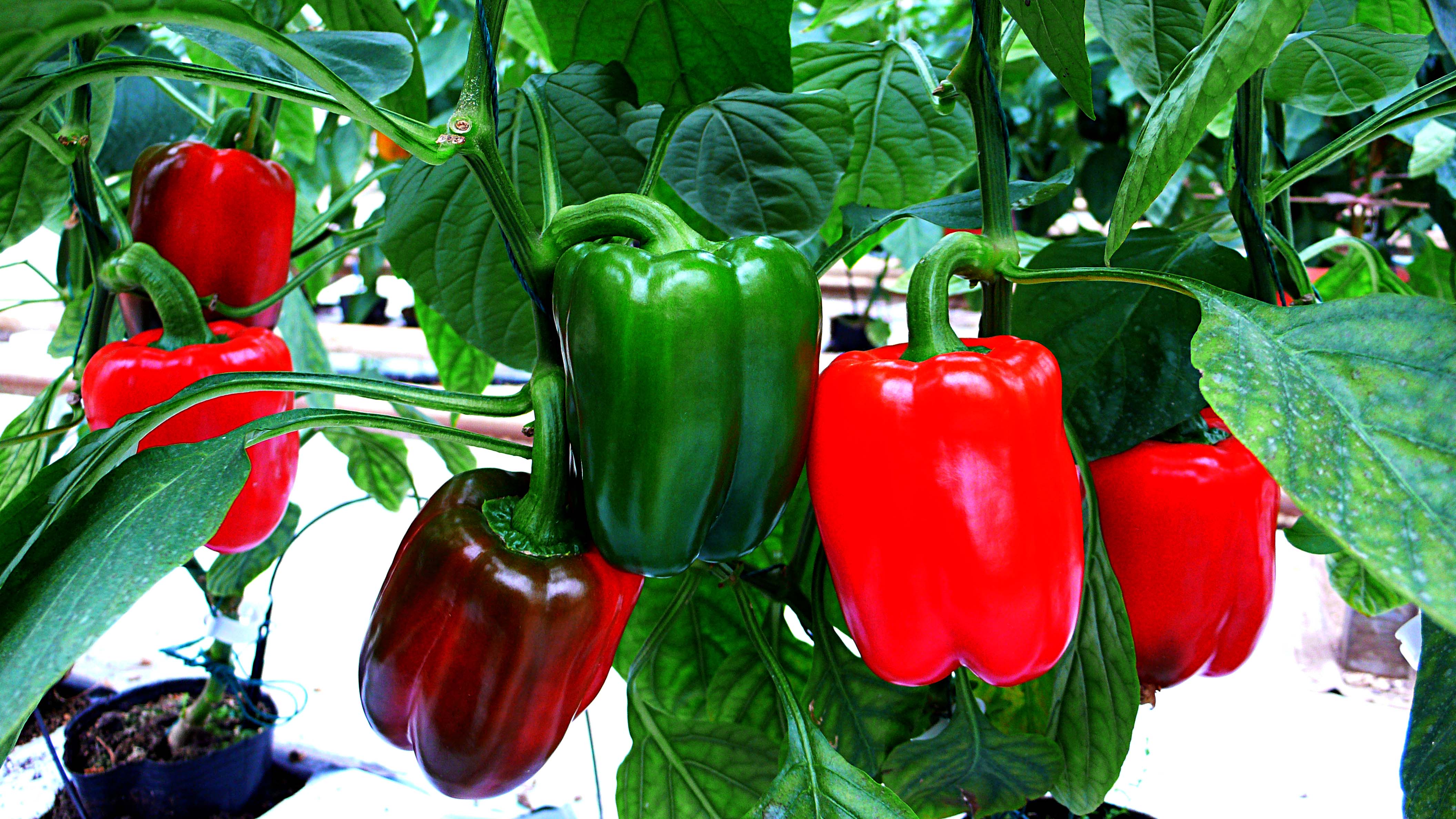 途牛旅游网 彩椒[关闭]