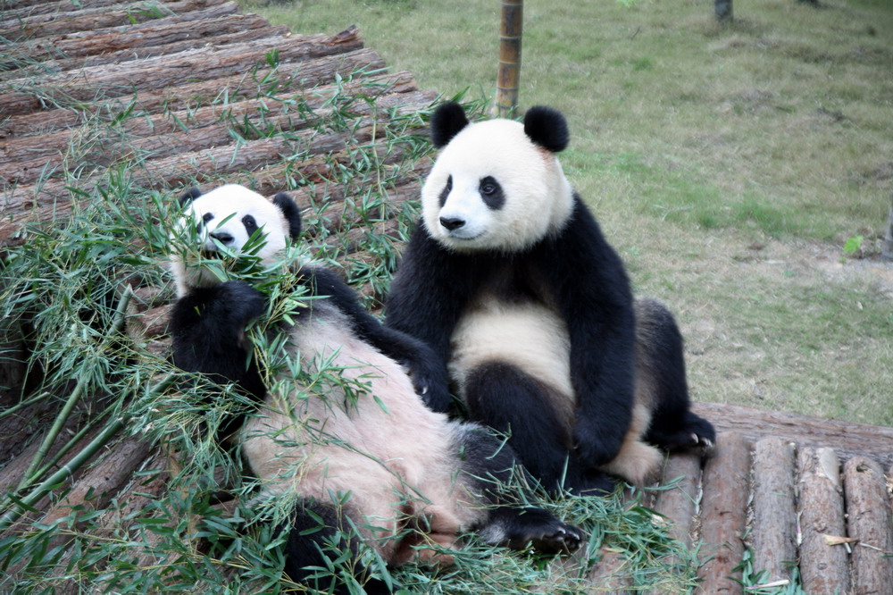 南山竹海熊猫图片